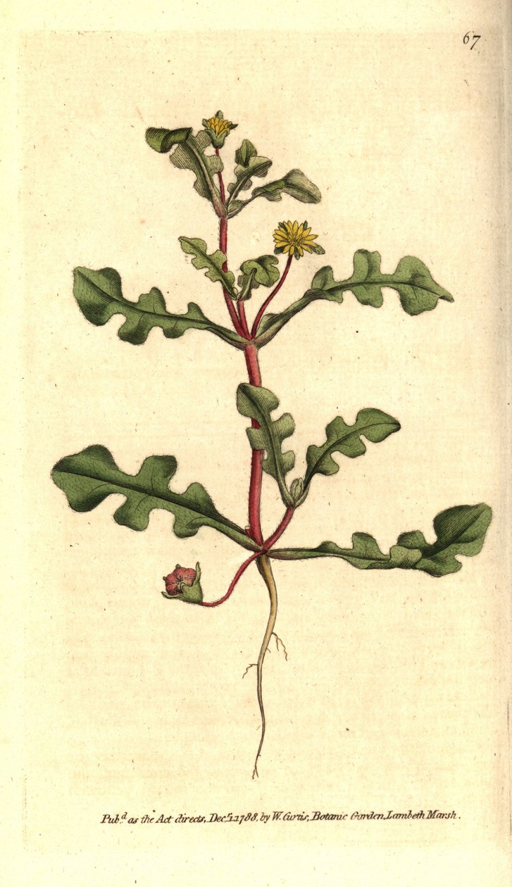 Ficoide variete - Aethephyllum pinnatifidum (Pürüzlü yapraklı incir kadife çiçeği, Mesembryanthemum pinnatifidum). William Curtis