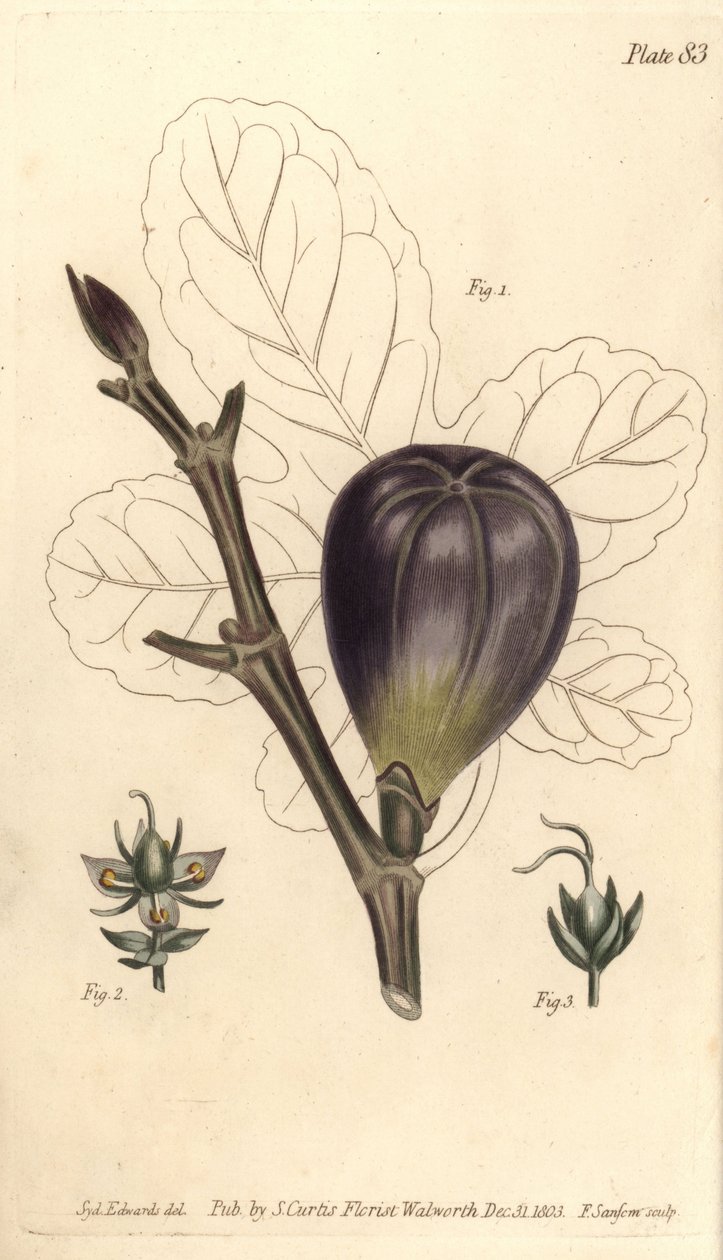 İncir, Ficus carica, Trioecia ile hermafrodit, erkek 2 ve dişi 3 çiçekler ayrı ayrı büyüyor. William Curtis