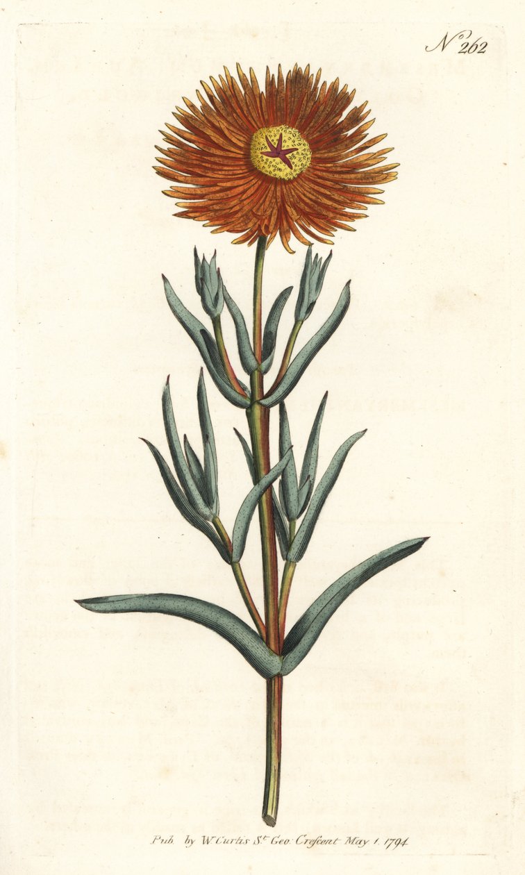 İncir kadife çiçeği - Altın incir-kadife çiçeği, Mesembryanthemum aureum. William Curtis