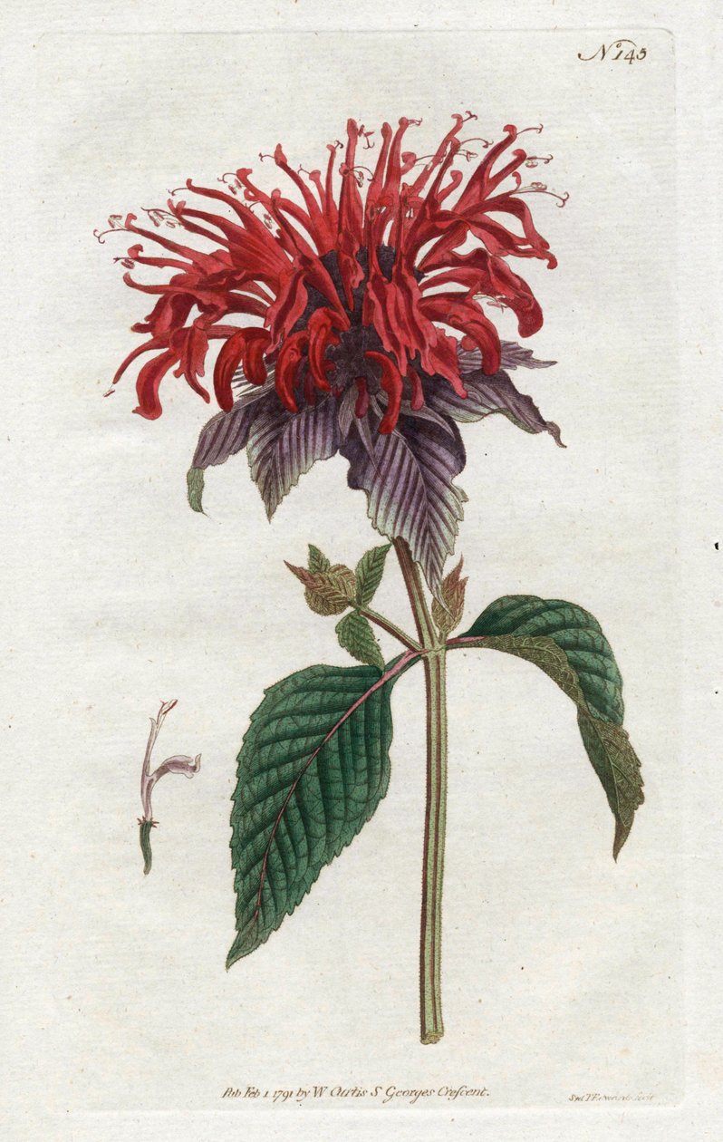 Fistül Monarde - William Curtis