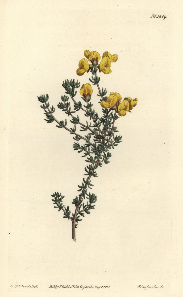 Etli yapraklı aspalathus, Aspalathus carnosa. William Curtis