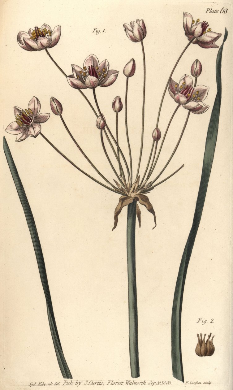 Çiçeklenme acelesi, Butomus umbellatus, Hexagynia, hermafrodit çiçek 1 ve pistilla 2. Botanik Bahçesi