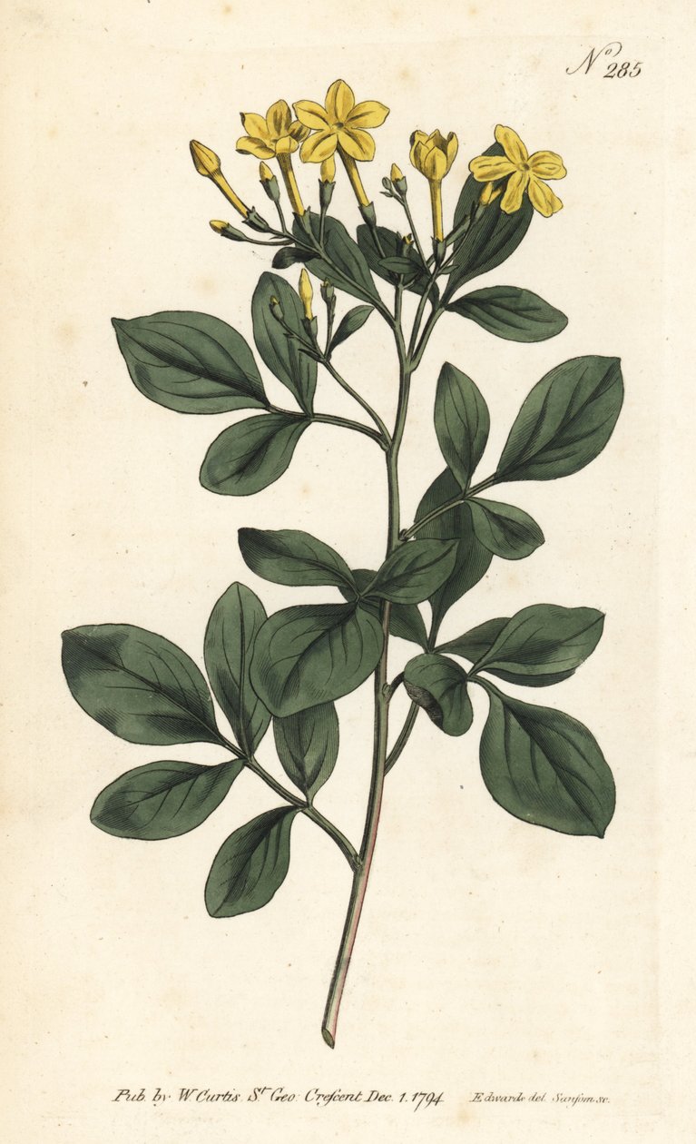Kokulu yasemin - En tatlı yasemin, Jasminum odoratissimum. William Curtis