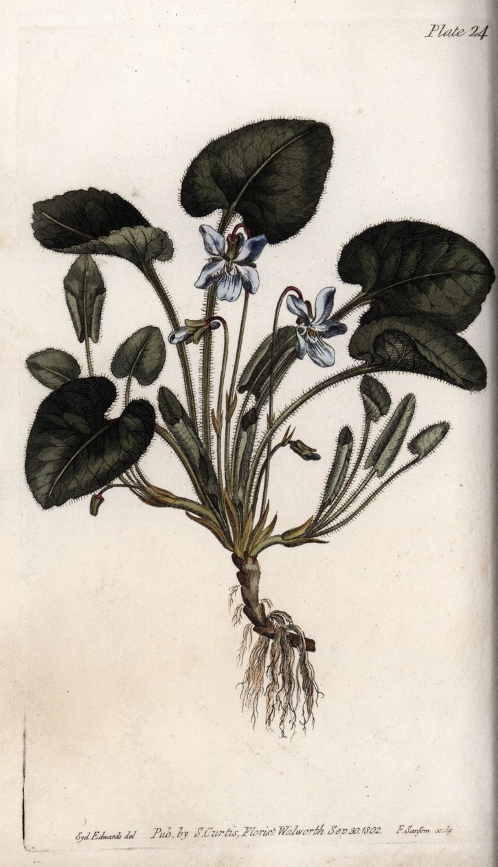 Kokulu menekşe. Renkli bakır gravür, Sydenham Edwards (1768-1819) tarafından Botanik Konferansları için illüstrasyon, Lambeth Botanik Bahçesi (İngiltere) by Sydenham Teast Edwards