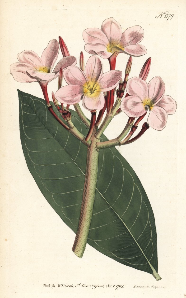 Frangipani - Frangipani veya kırmızı plumeria, Plumeria rubra. William Curtis