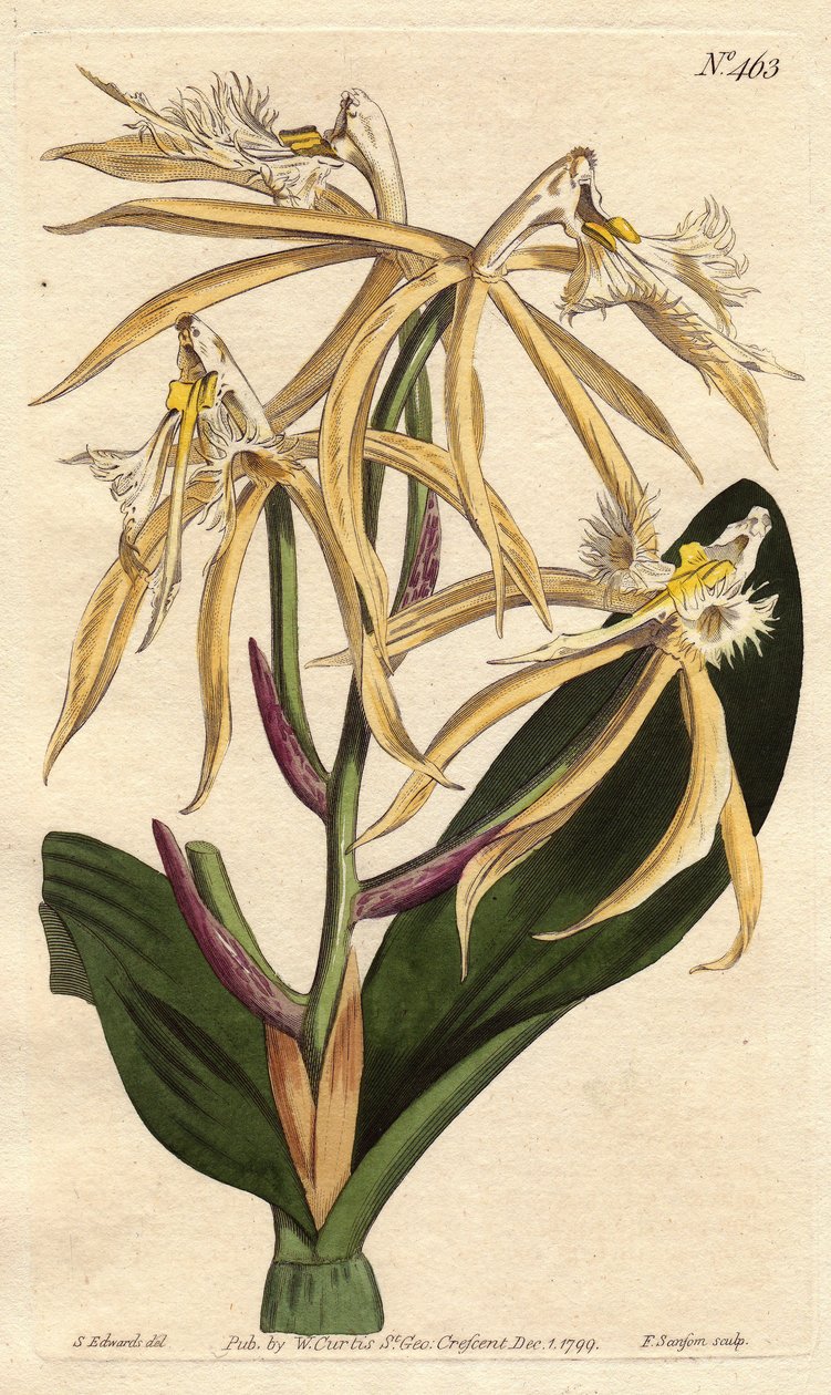 Beyaz ve soluk sarı çiçekli saçaklı orkide epidendrum. Amerikan ve Karayip kökenli. Soluk sarı ve beyaz çiçekleri olan saçaklı epidendrum orkide. Amerika ve Batı Hint Adaları yerlisi. Epidendrum siliyer. El yapımı bakır levha oyma by Sydenham Teast Edwards