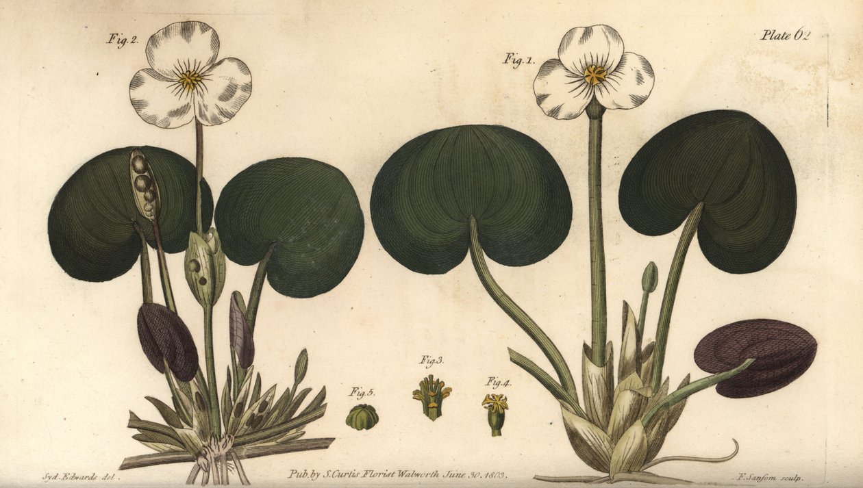 Frogbit, Hydrocharis morsus-ranae, Dioecia, dişi bitki 1,4, erkek bitki 2,3. William Curtis
