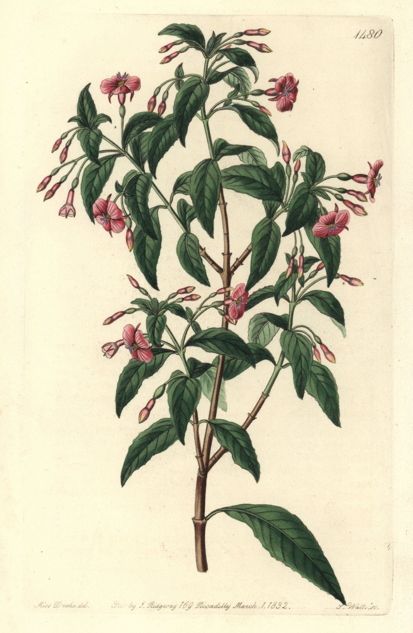 Fuşya çeşidi - Çubuk dallı fuşya, Fuşya bacillaris. Fuşya microphylla subsp. microphylla ve Fuchsia thymifolia subsp. timifoli. Syd