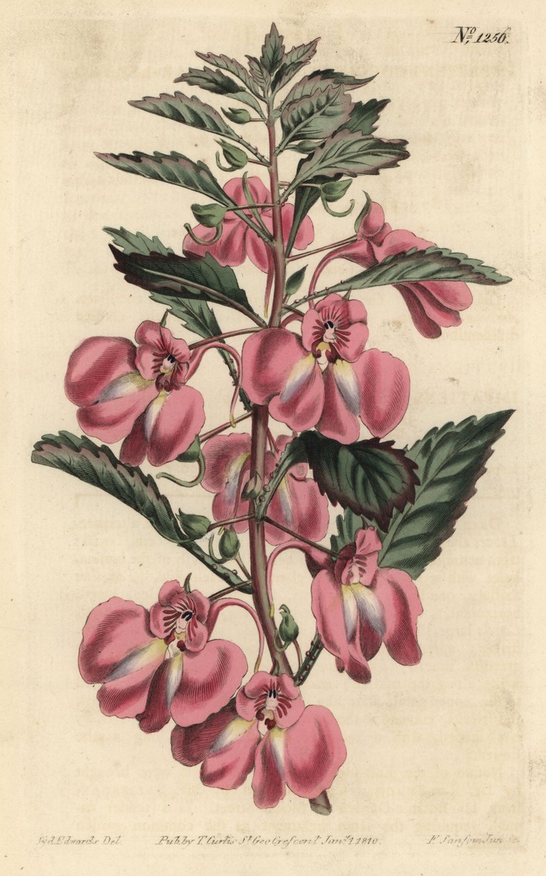 Bahçe Balzamı - Bahçe balzamı, Impatiens balsamina (Glandüler yapraklı balzam, Impatiens coccinea). William Curtis