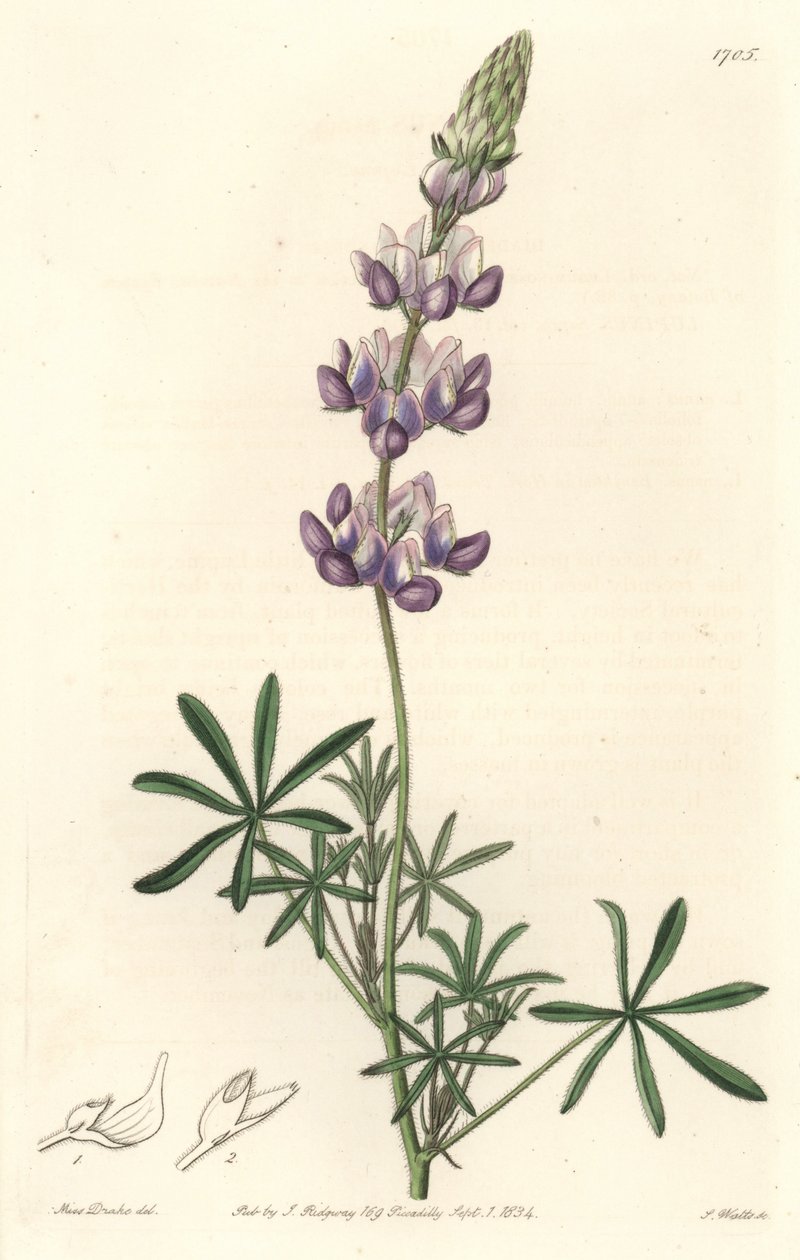 Garden Lupin, aslen California