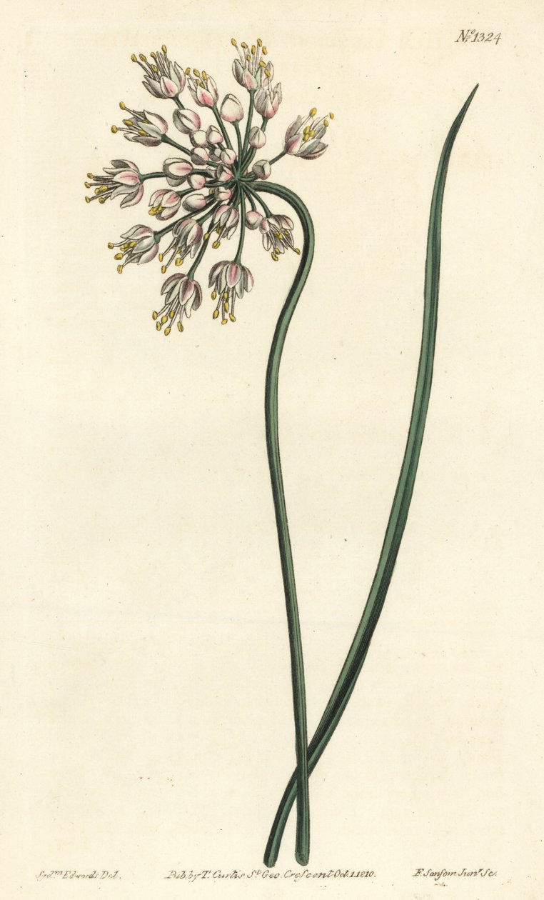 Eğik sarımsak - Başını sallayan soğan, bayan pırasa veya eğik halkalı sarımsak, Allium cernuum. William Curtis