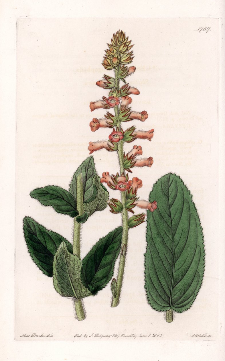 Genera Variete - Sydenham Edwards Botanik Sicilinden (1768-1819), İngiltere