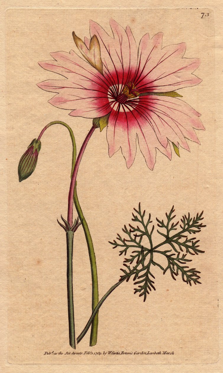 Sardunya monsonia