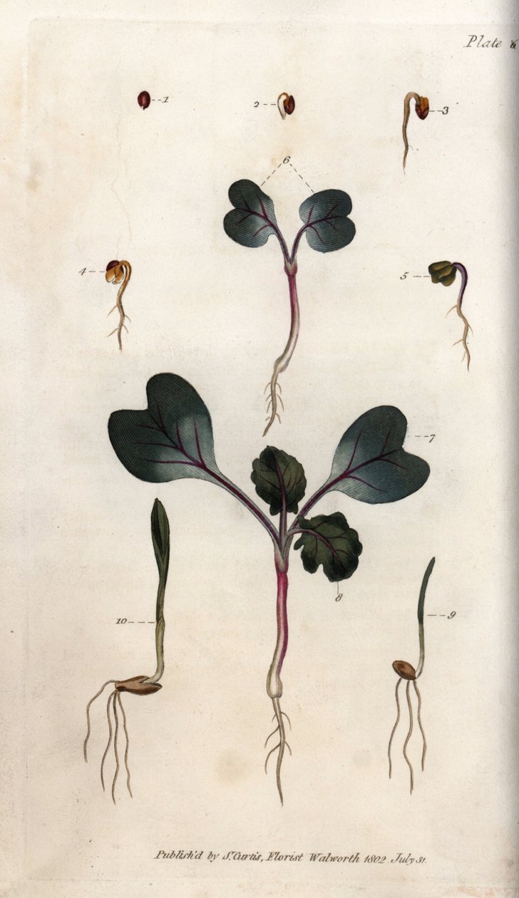 Turp tohumlarının, adi buğdayın ve adi arpanın çimlenmesi. Renkli bakır gravür, Sydenham Edwards (1768-1819) tarafından Botanik Konferansları için illüstrasyon, Lambeth Botanik Bahçesi (İngiltere) by Sydenham Teast Edwards