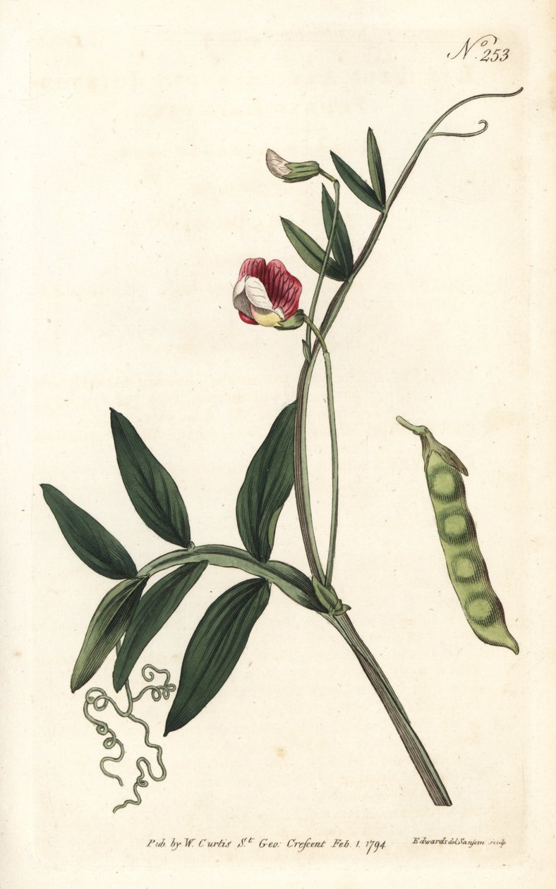 Gesse climene - İspanyol fiğ, Lathyrus clymenum (Eklemli-podded lathyrus, Lathyrus articulatus). William Curtis