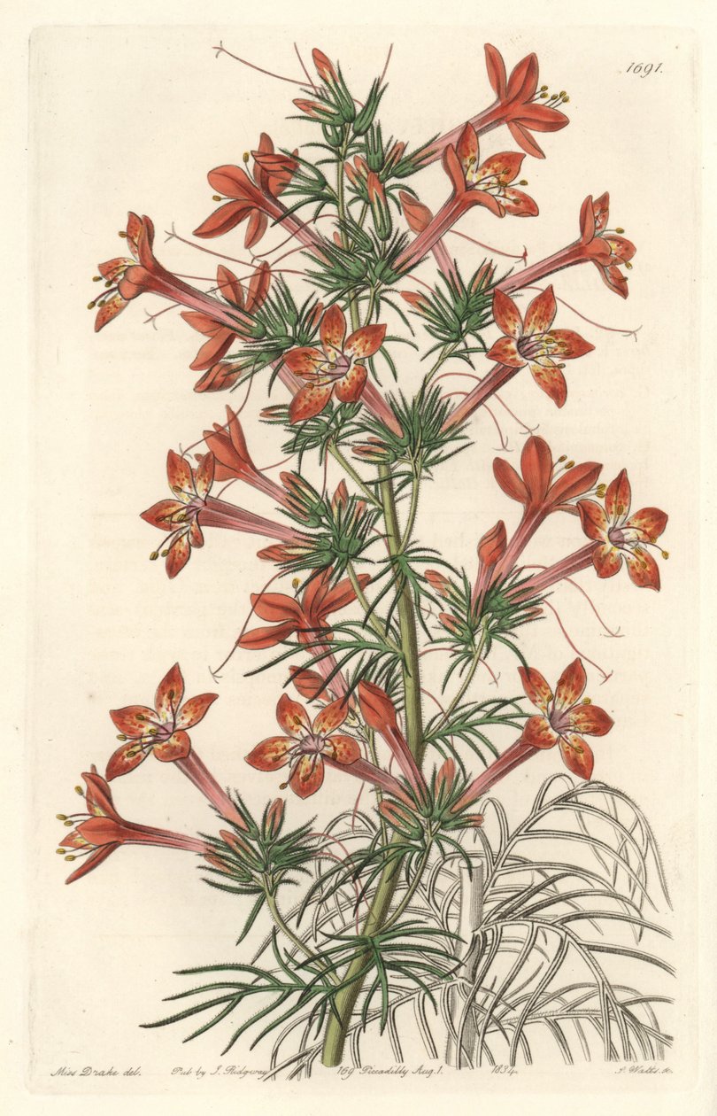 Gilie bir taç yaprağı veya Ipomopside elegante - Botanical Register