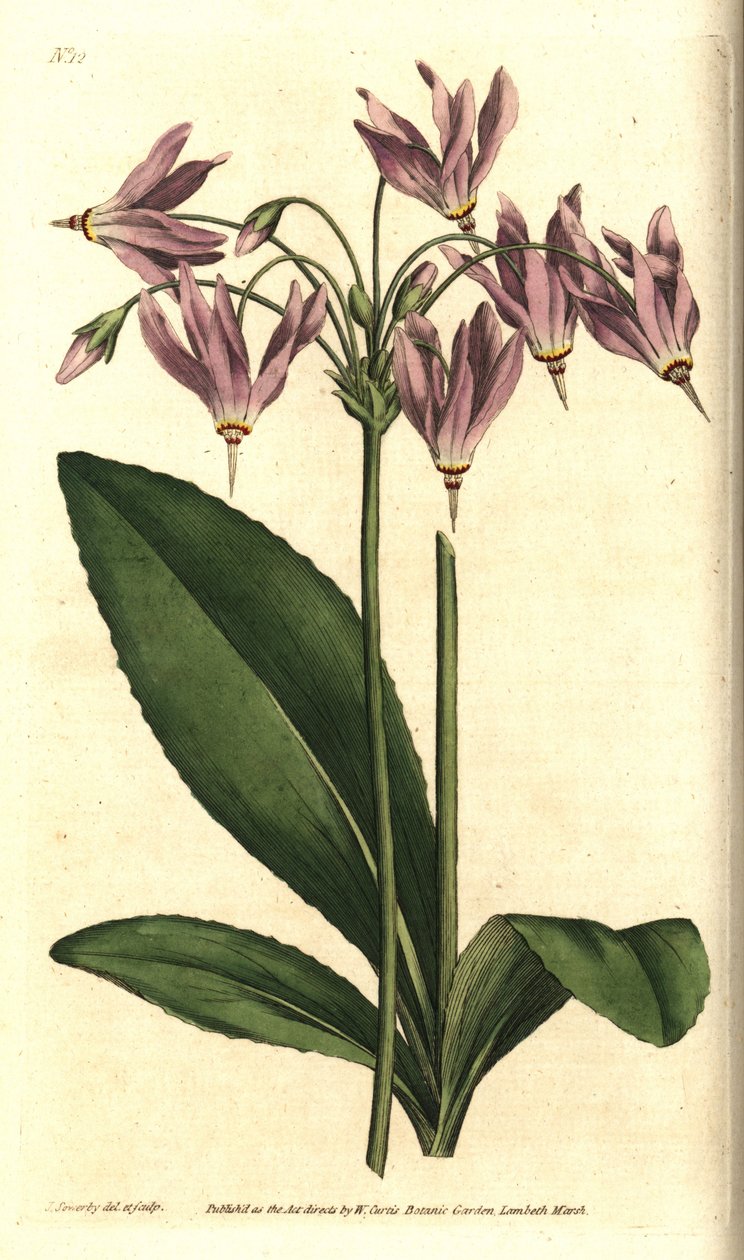 Virginia Giroselle - Amerikan kovboy veya Mead