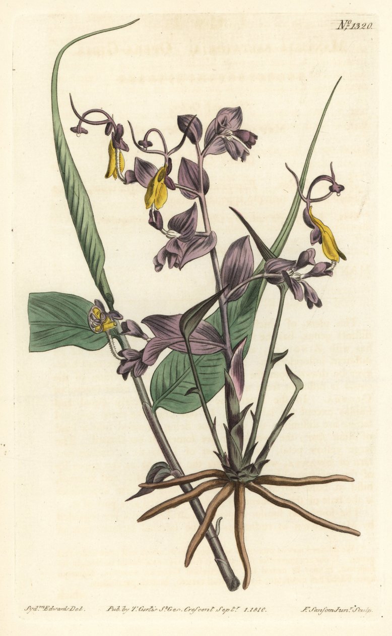 Globba radikalis (Opera kızları, Mantisia saltatoria). William Curtis