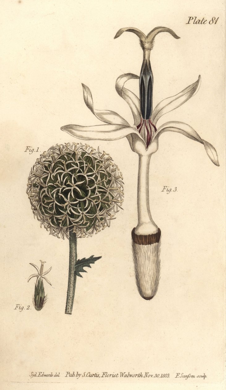 Küre devedikeni, Echinops sphaerocephalus, Polygamia segregata, çiçek 1 ve tek çiçek 2,3. William Curtis