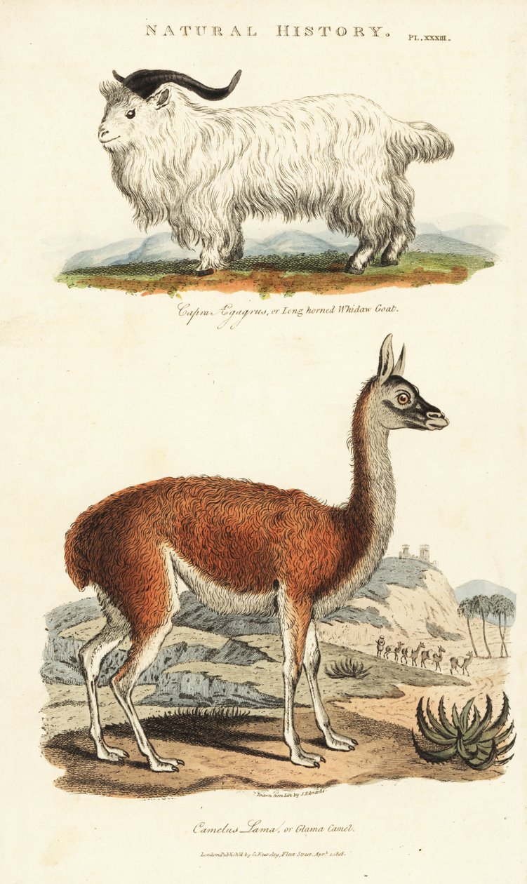 Keçi ve lama - Uzun boynuzlu beyaz keçi, Capra aegagrus ve lama, Lama glama (Glama devesi, Camelus lama). John Mason Good
