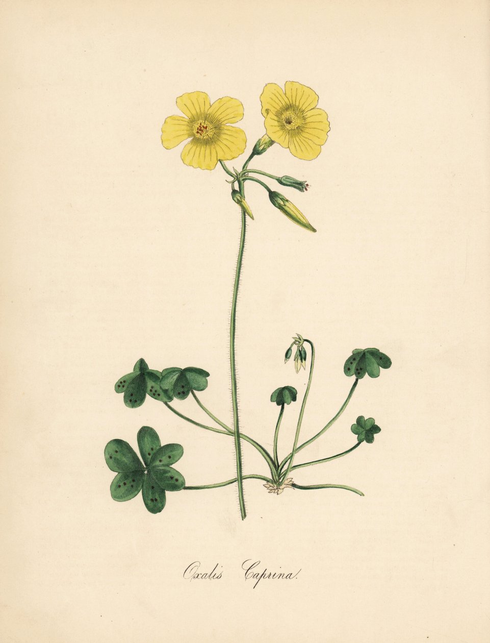 Keçi ayaklı odun kuzukulağı, Oxalis caprina. Sydenham Edwards tarafından William Curtis