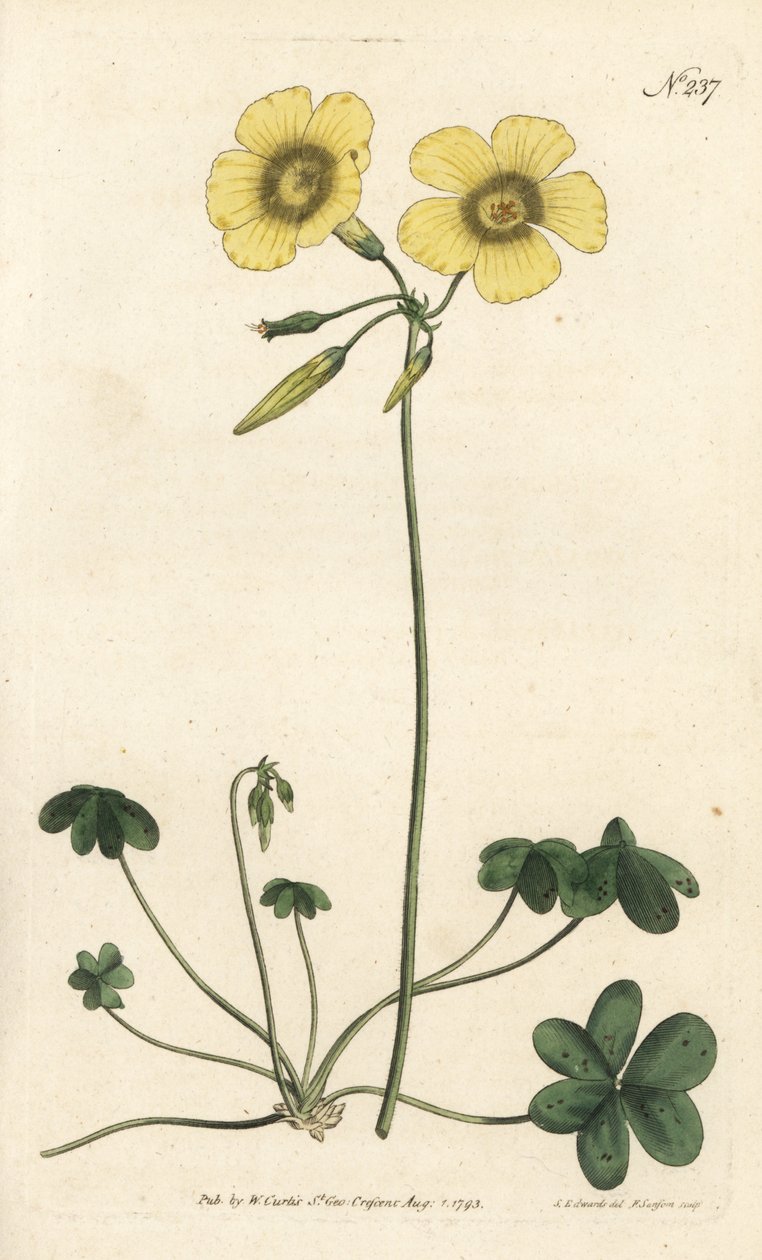 Keçi ayağı - Keçi ayağı odun kuzukulağı, Oxalis caprina. Sydenham Edwards rom William Curtis