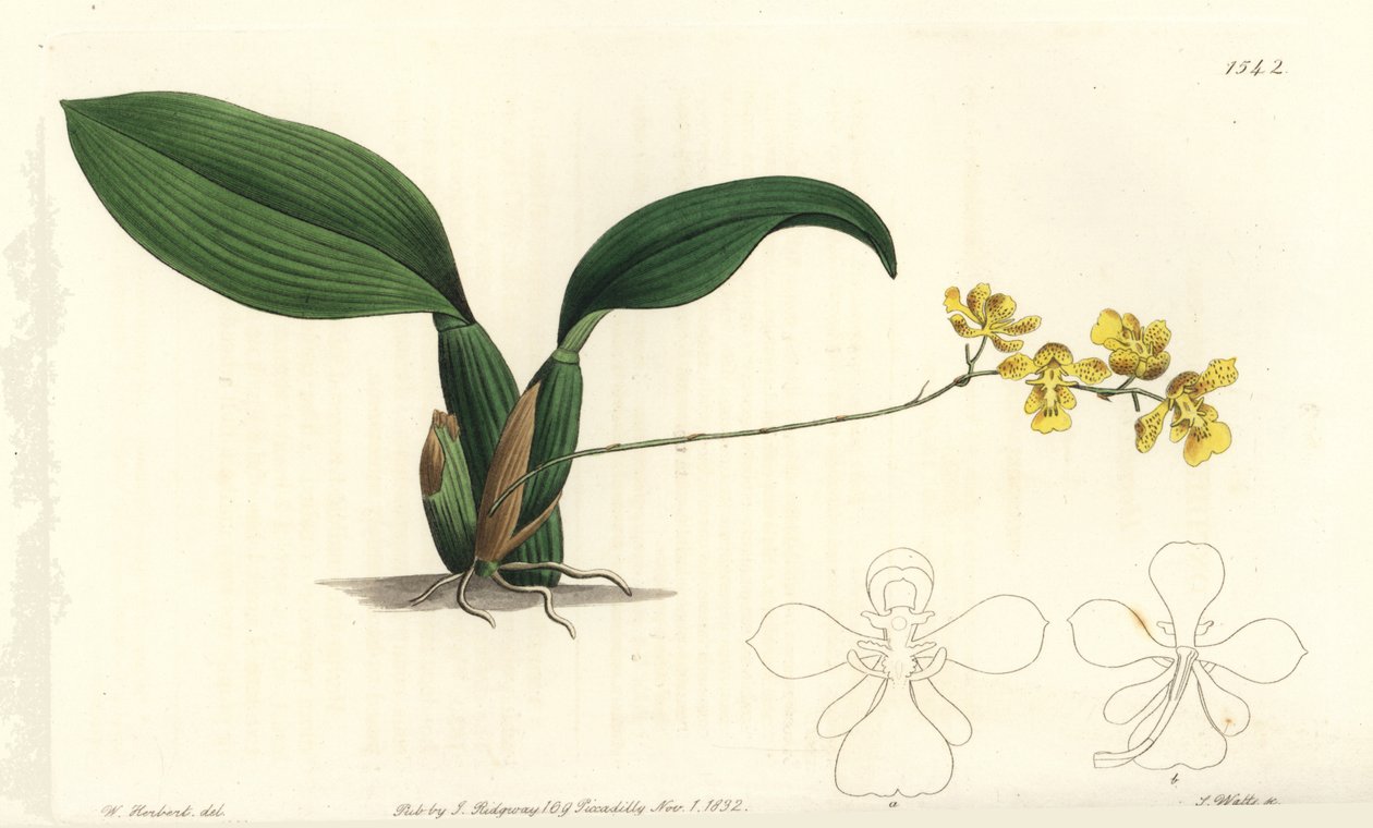 Gomesa cornigera orkide (Boynuzlu oncidium, Oncidium cornigerum). Sydenham Edwards