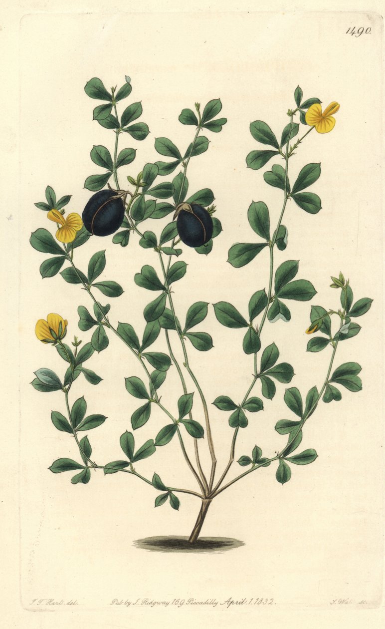Gompholobium variete (Avustralya