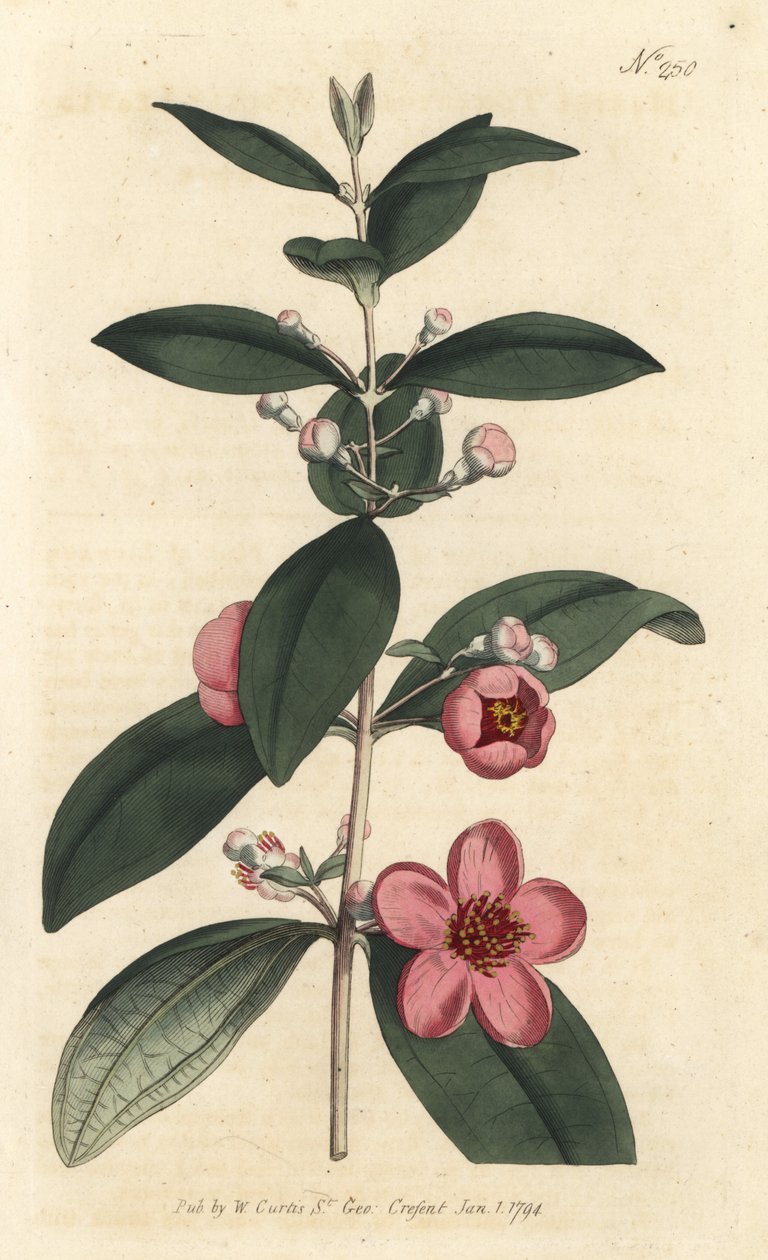 Bektaşi üzümü - Mersin pembesi, Rhodomyrtus tomentosa (Yünlü mersin, Myrtus tomentosa). Sydenham Edwards rom William Curtis