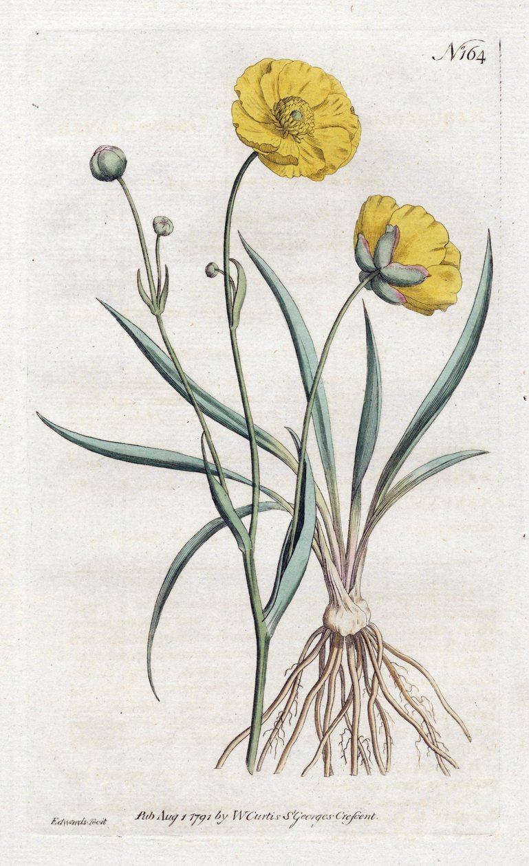 Grassleaf Buttercup - William Curtis Botanical Magazine