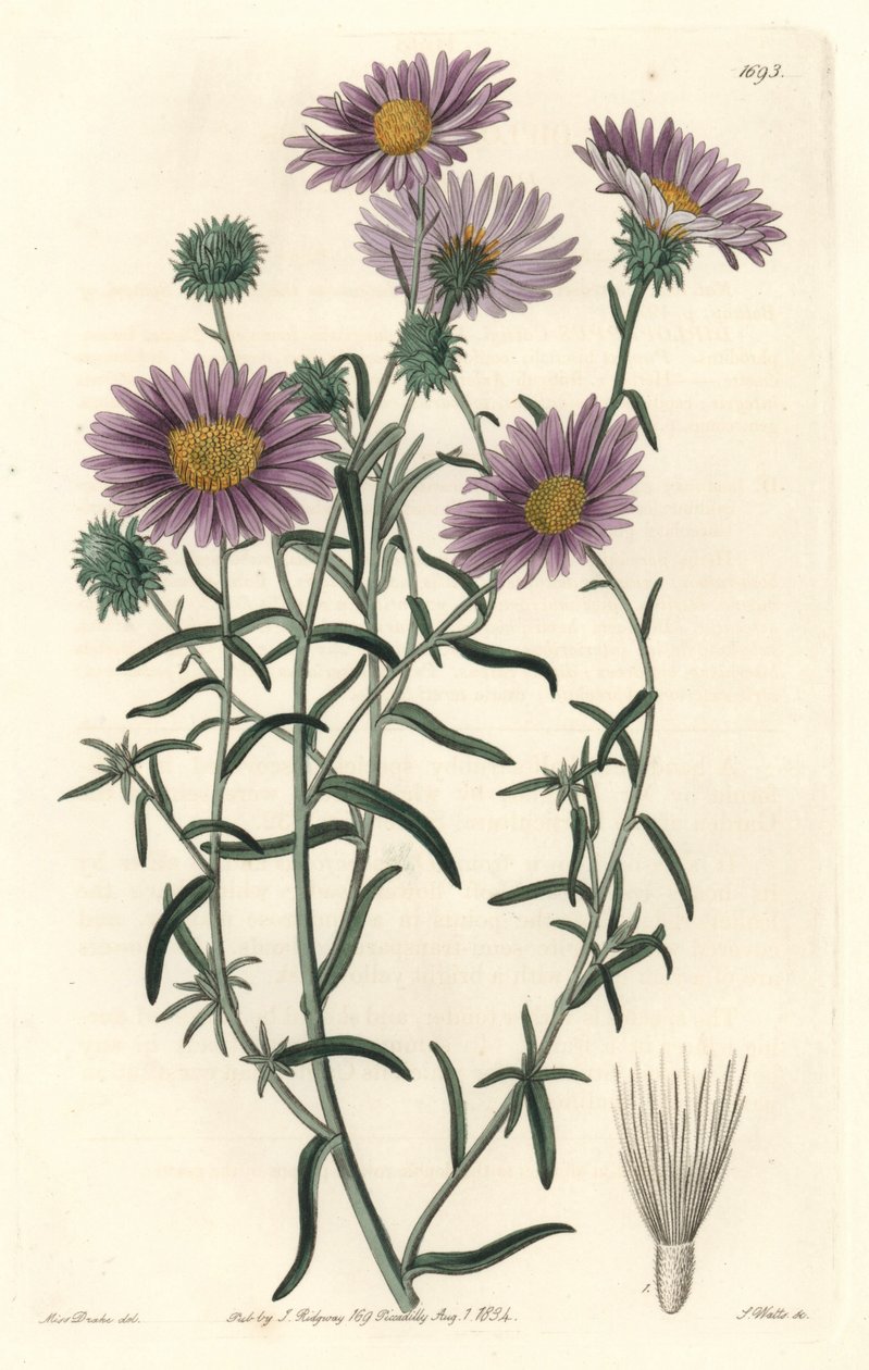 Gri Aster, aslen Kaliforniya