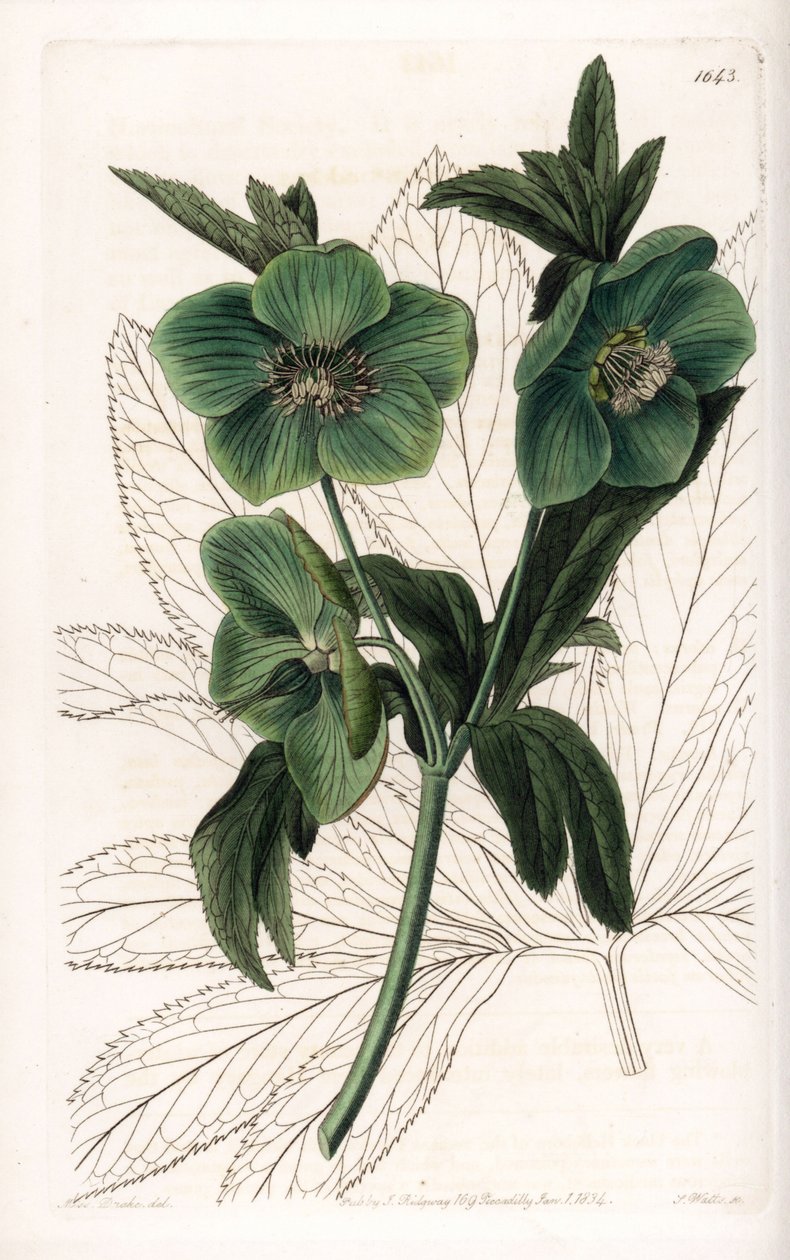 Yeşil Çiçek Hellebore Variete - S.Watts tarafından oyulmuş, Sarah Anne Drake (1803-1857), Sydenham Edwards Botanik Sicilinden (1768-1819), İngiltere by Sydenham Teast Edwards