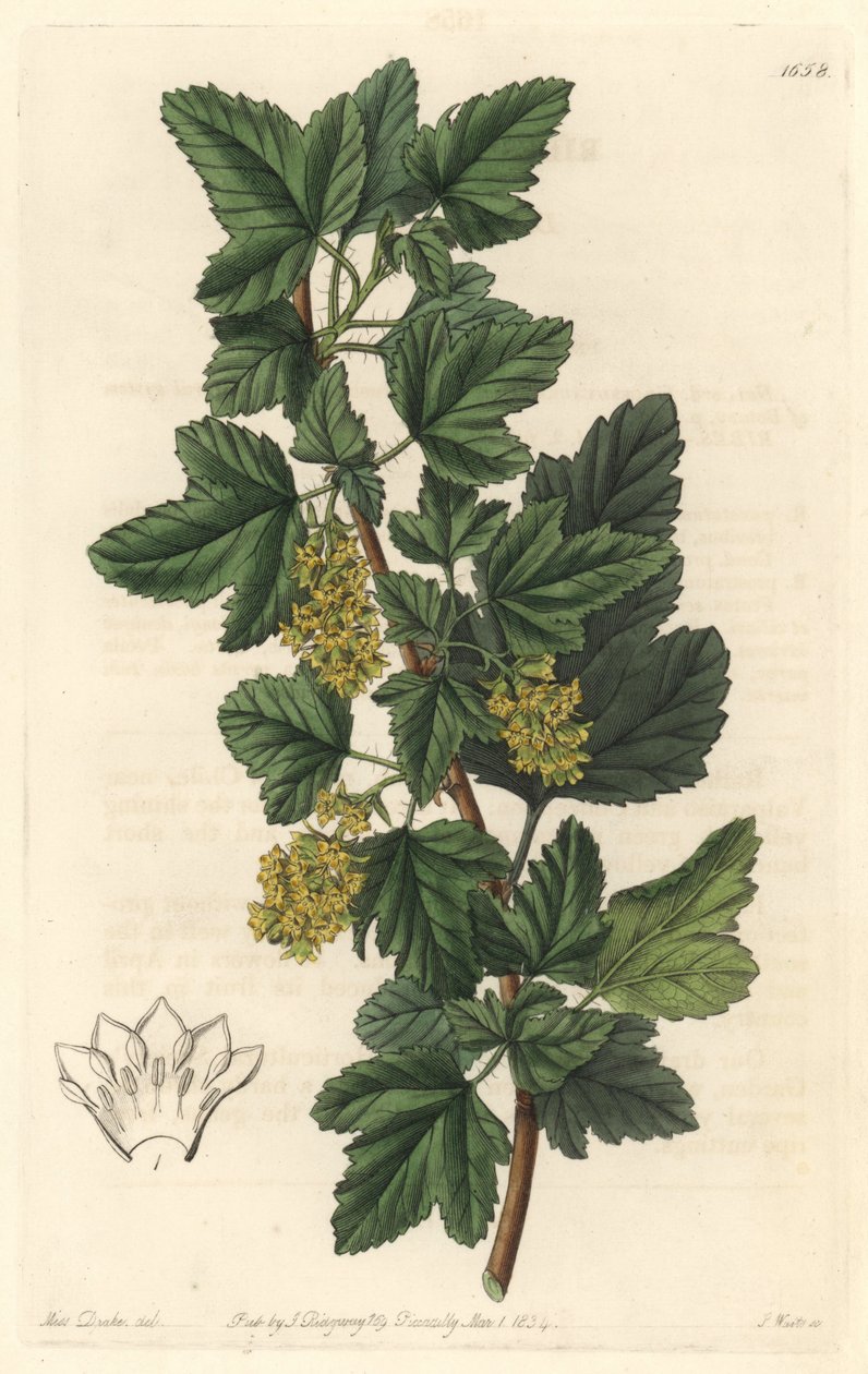 Sibirya'nın Gadellier'i (Ribes diacanthum) olarak bilinen Groseillier, Şili'nin yerlisi - Su forte, S. Watts tarafından Sarah Anne Drake'in (1803-1857) bir çiziminden, Botanik Kayıtlarından by Sydenham Teast Edwards