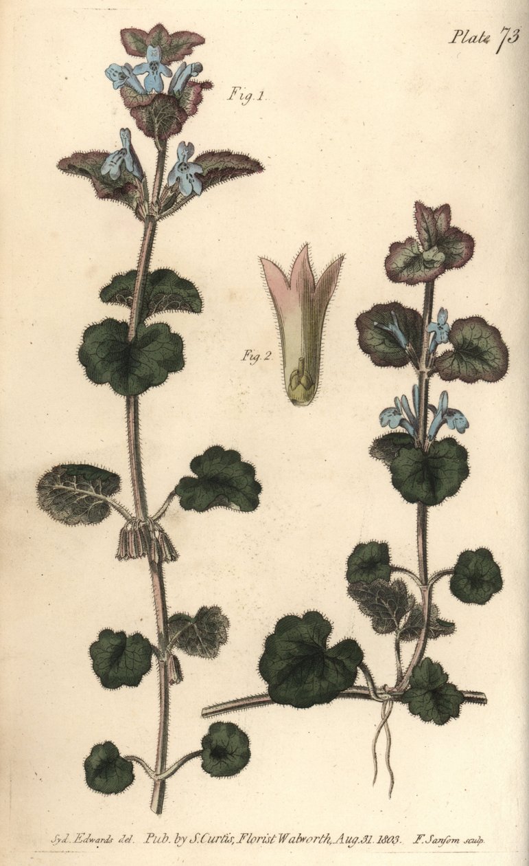 Öğütülmüş sarmaşık, Glechoma hederacea, Gymnospermia. William Curtis