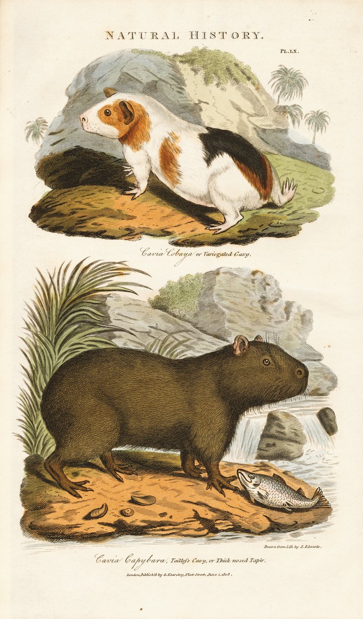 Gine Domuzu ve Kapibara by Sydenham Teast Edwards