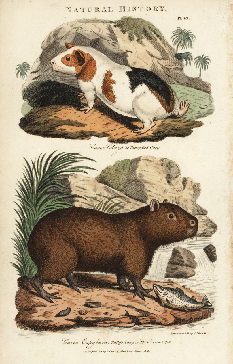 Gine domuzu ve kapibara - Gine domuzu, Cavia porcellus ve kapibara, Hydrochoerus hydrochaeris. John Mason Good's Pantologia, a New Encyclopedia, G. Kearsley, Londra'dan Sydenham Edwards'tan sonra elle boyanmış bakır levha gravürü by Sydenham Teast Edwards