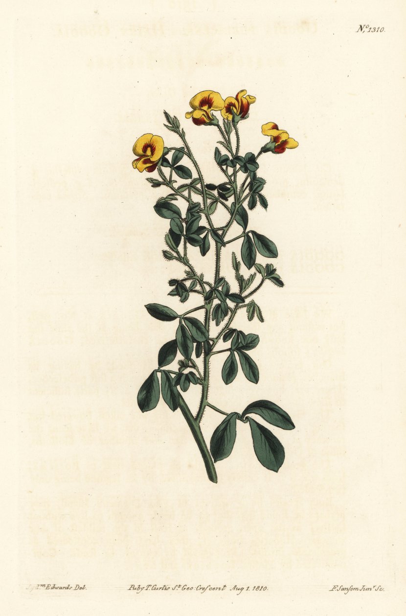 Tüylü güzellik, Goodia lotifolia var. pubescens (Goodia pubescens). William Curtis