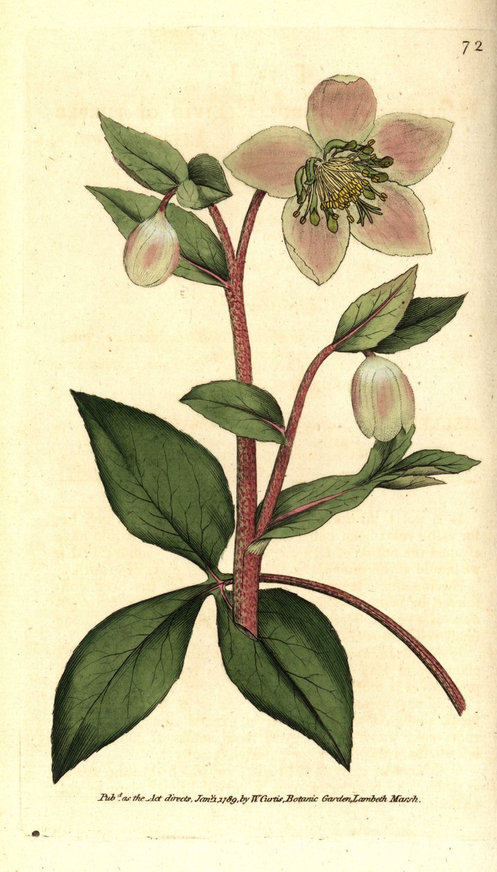 Hellebore (ellebore) canlı veya siyah - Mor veya mor hellebore, Helleborus lividus. William Curtis
