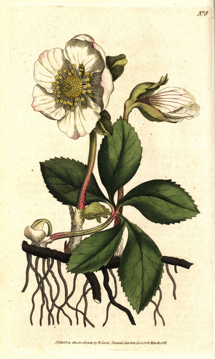 Hellebore (ellebore) noir ou de Noel gülü - Noel gülü veya siyah hellebore, Helleborus niger. William Curtis
