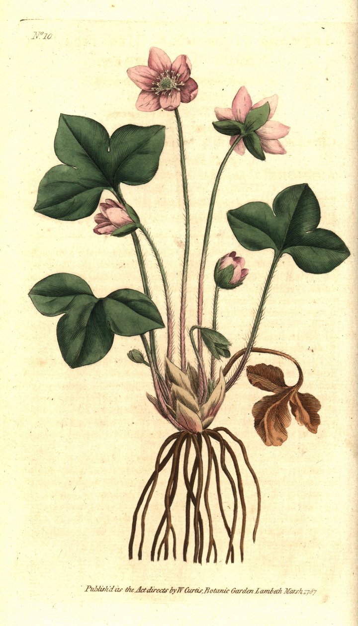 Hepatik, asil veya üç loblu hepatik anemon - Hepatica veya asil ciğerotu, Anemon hepatica. William Curtis