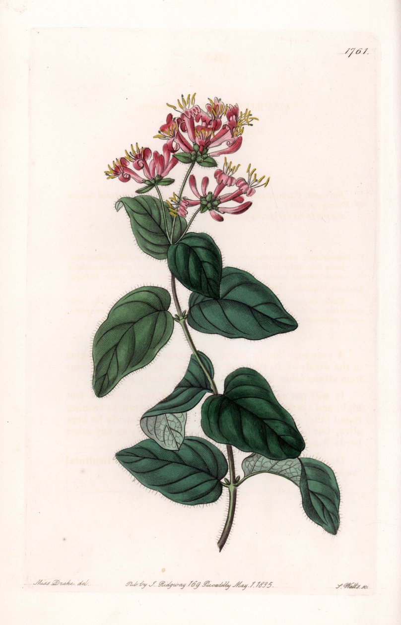Herb variete - S.Watts tarafından oyulmuş plaka, Sarah Anne Drake (1803-1857), Sydenham Edwards Botanik Kaydı