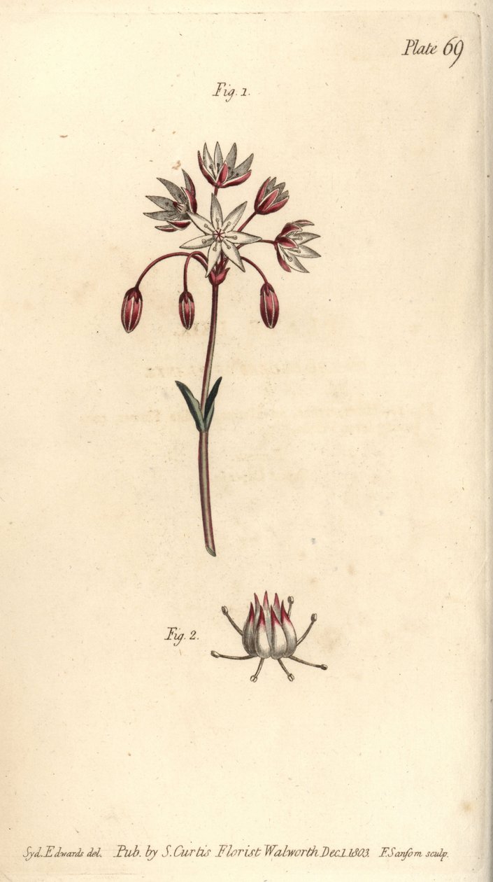 Yedi pistilla, Heptagynia, Septas capensis ile hermafrodit çiçek. Lambeth