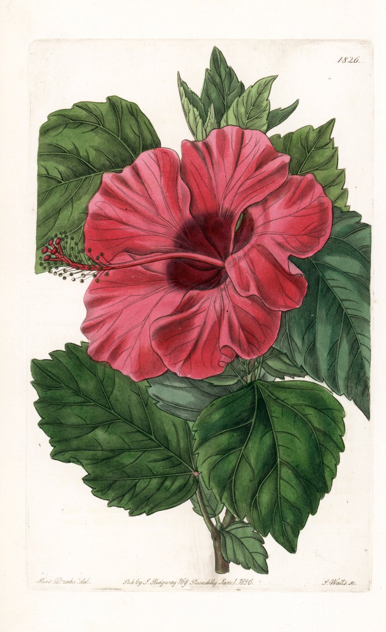 Hibiscus Çin