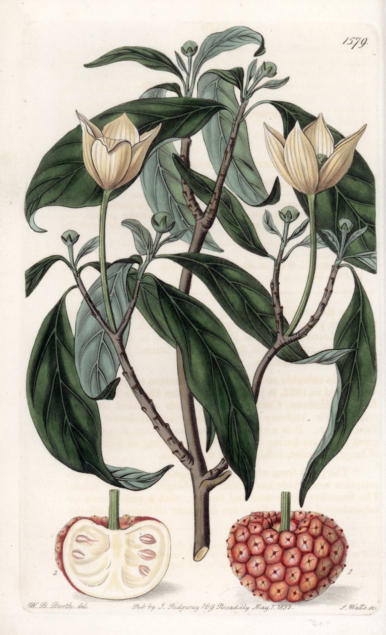 Himalaya Dogwood - S.Watts tarafından oyulmuş tahta, Sarah Anne Drake (1803-1857), Sydenham Edwards Botanik Sicilinden (1768-1819), İngiltere by Sydenham Teast Edwards