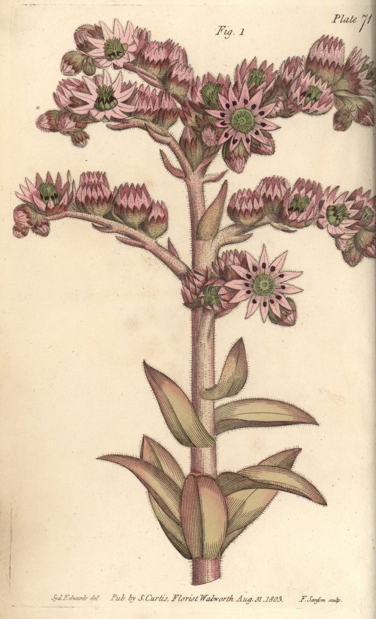 Houseleek, Sempervivum tectorum, Dodecagynia, 12 pistillalı hermafrodit çiçek. William Curtis