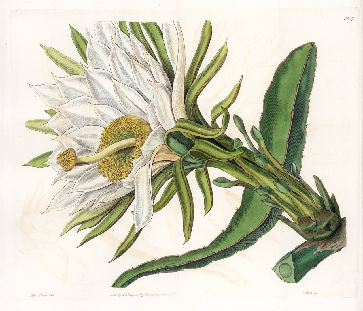 Hylocereus çiçeği, çeşitli epifitik kaktüs - S.Watts tarafından oyulmuş plaka, Sarah Anne Drake (1803-1857), Sydenham Edwards Botanik Kaydı