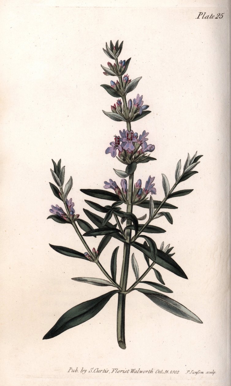 Çördük veya resmi çördük. Renkli bakır gravür, Sydenham Edwards (1768-1819) tarafından Botanik Konferansları için illüstrasyon, Lambeth Botanik Bahçesi (İngiltere) by Sydenham Teast Edwards