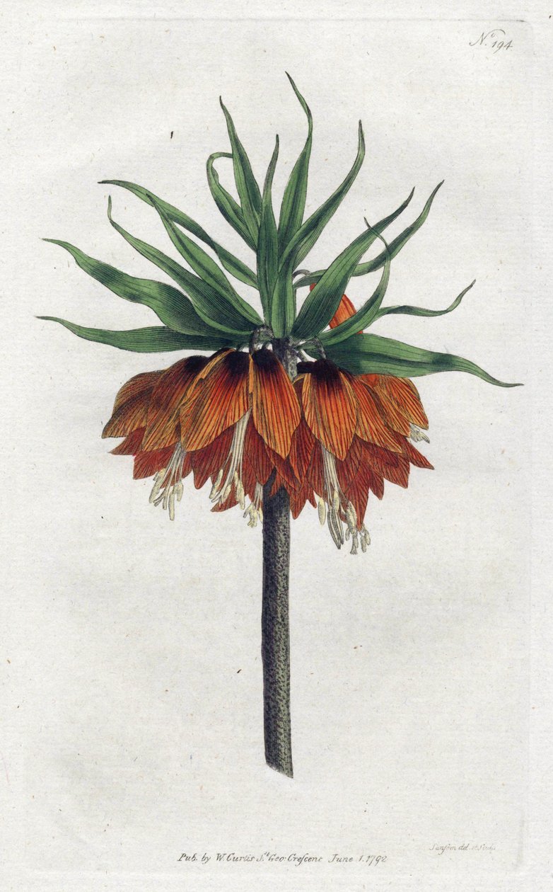 Imperial Fritillary veya Imperial Crown - Sydenham Edwards (1768-1819) tarafından Litografi, William Curtis