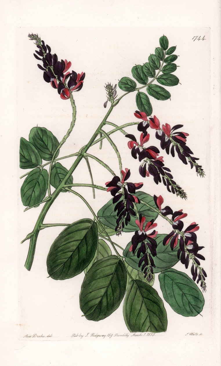 Indigofera Variete - S.Watts tarafından oyulmuş plaka, Sarah Anne Drake (1803-1857), Sydenham Edwards Botanik Kaydı