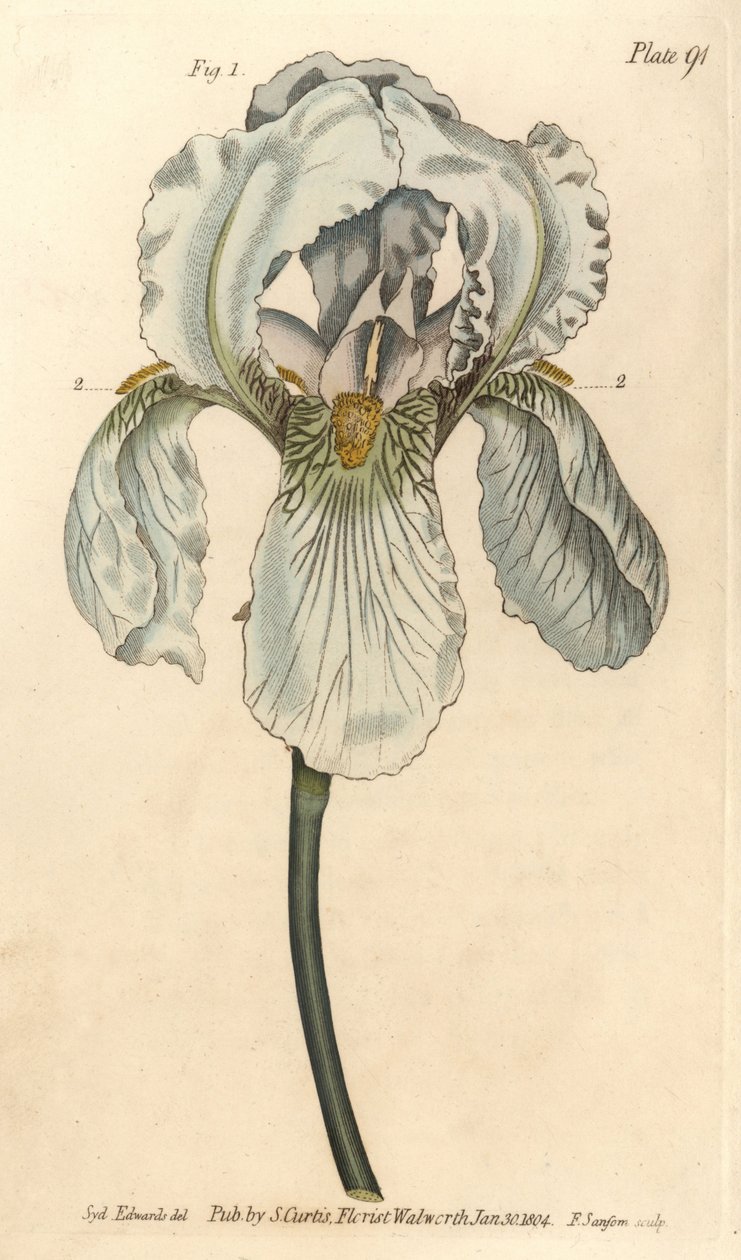Iris florentina, Iris germanica nothovar. Lambeth